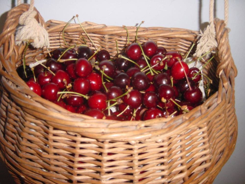 Notre spécialité, la cerise